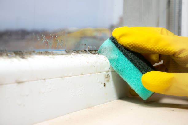 Professional Mold Remediation in Tullytown, PA